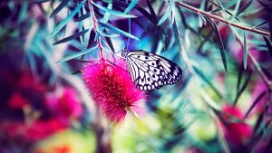 2 ways to a (much) Better Blog :: The Butterfly Test